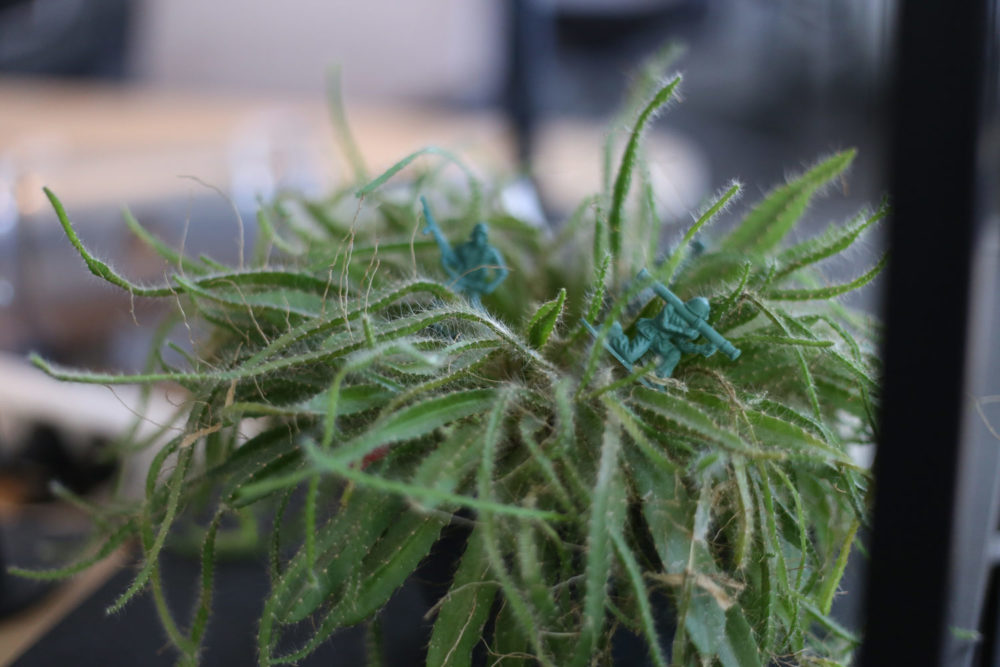 Dynamic UTM parameters in Meta Ads